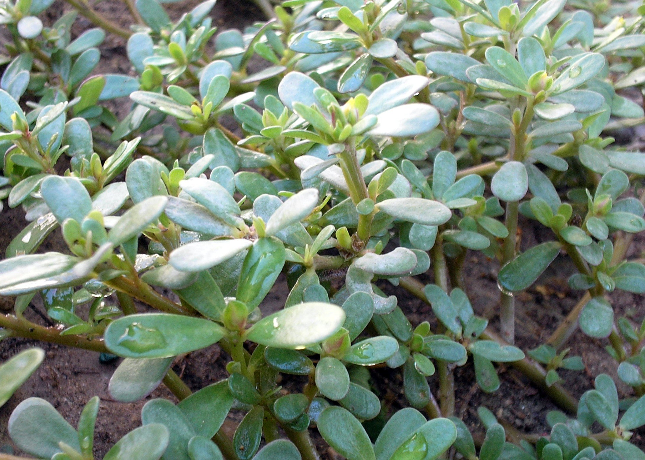CooPany® Gangavalli Kura/Gangavayalu kura/Purslane Seeds Pack of 600 Seeds (B0C24T2MX2) Amazon Price History, Amazon Price Tracker