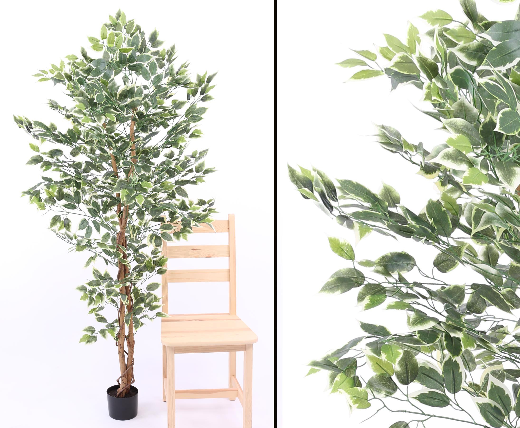 Amazon.de: Knstlicher Ficus Benjamini 180cm hoch mit 1008 grn-weie  Textil-Bltter und Echtholzstamm im Topf