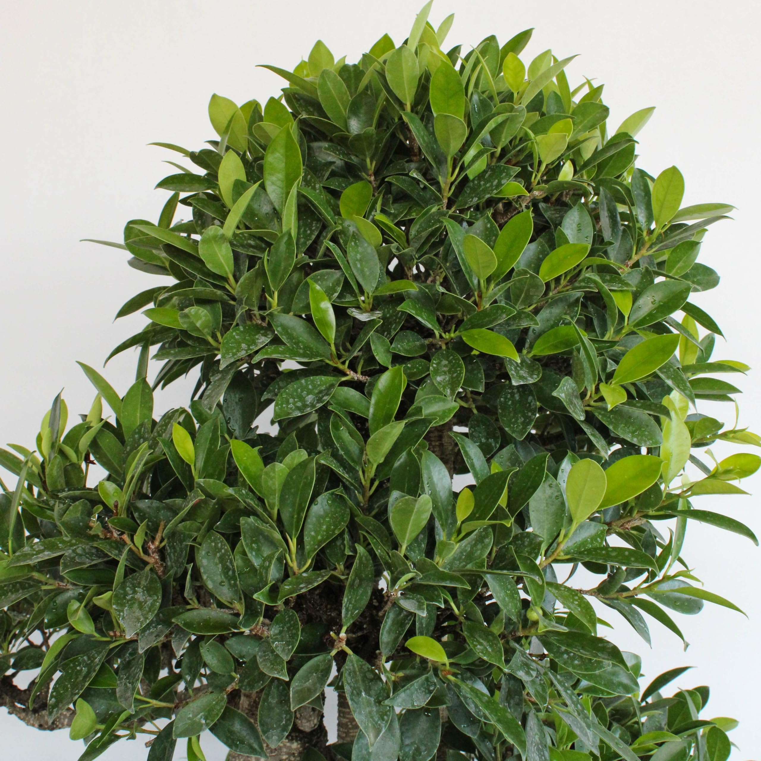 KENTIS - Bonsai Ficus Microcarpa - Bonsai Ficus Retusa - Naturalles Plantes d'Intérieur - Pot en Céramique Artisanal - H 95-105 cm Pot Ø 46 cm
