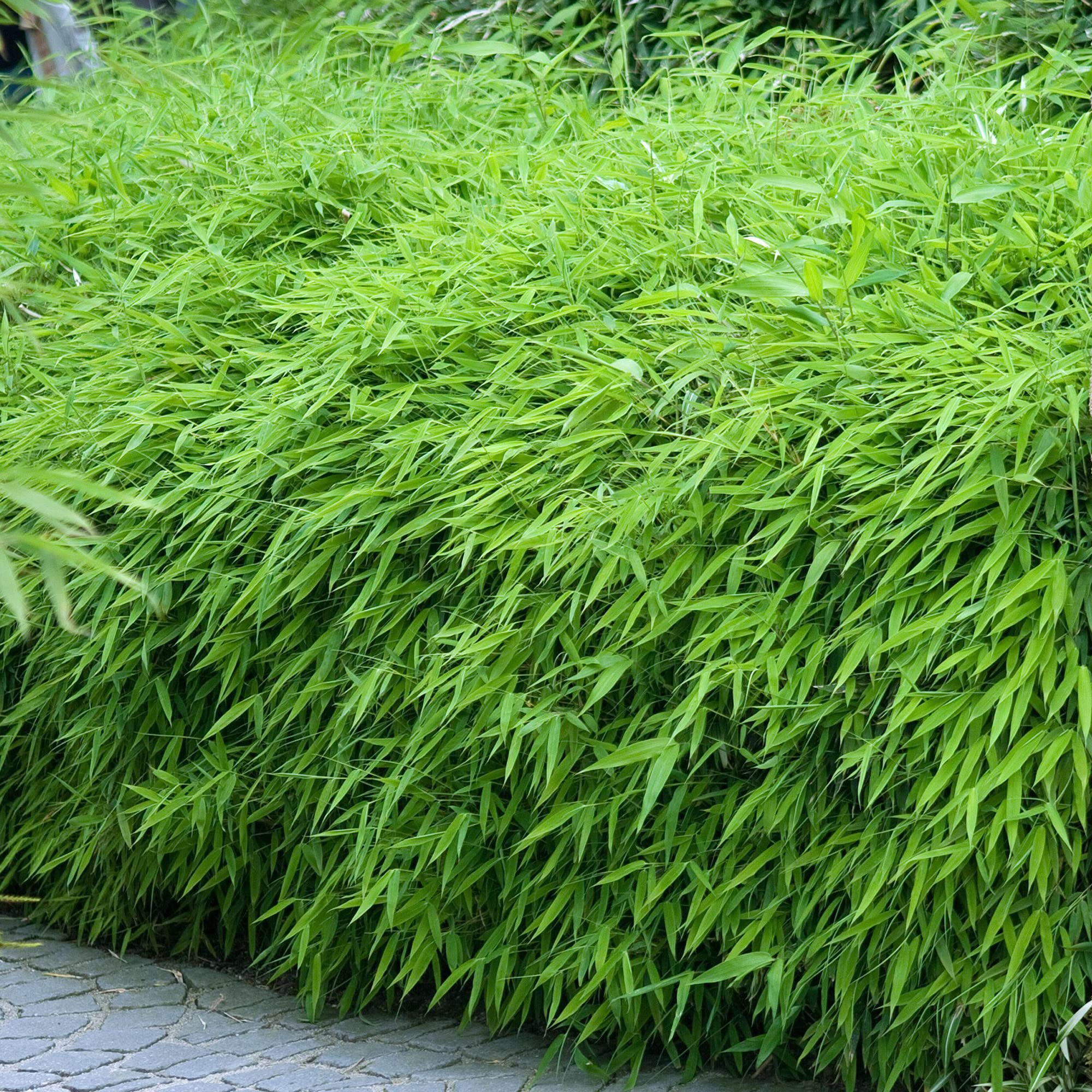 Gardeners Dream Fargesia Rufa - Winterharte Bambus Pflanze - Horstbildend &  Pflegeleicht - Bambus Sichtschutz Garten Pflanzen - Ideal als  Kbelpflanzen, Terrassen Pflanzen, Heckenpflanzen : Amazon.de: Garten
