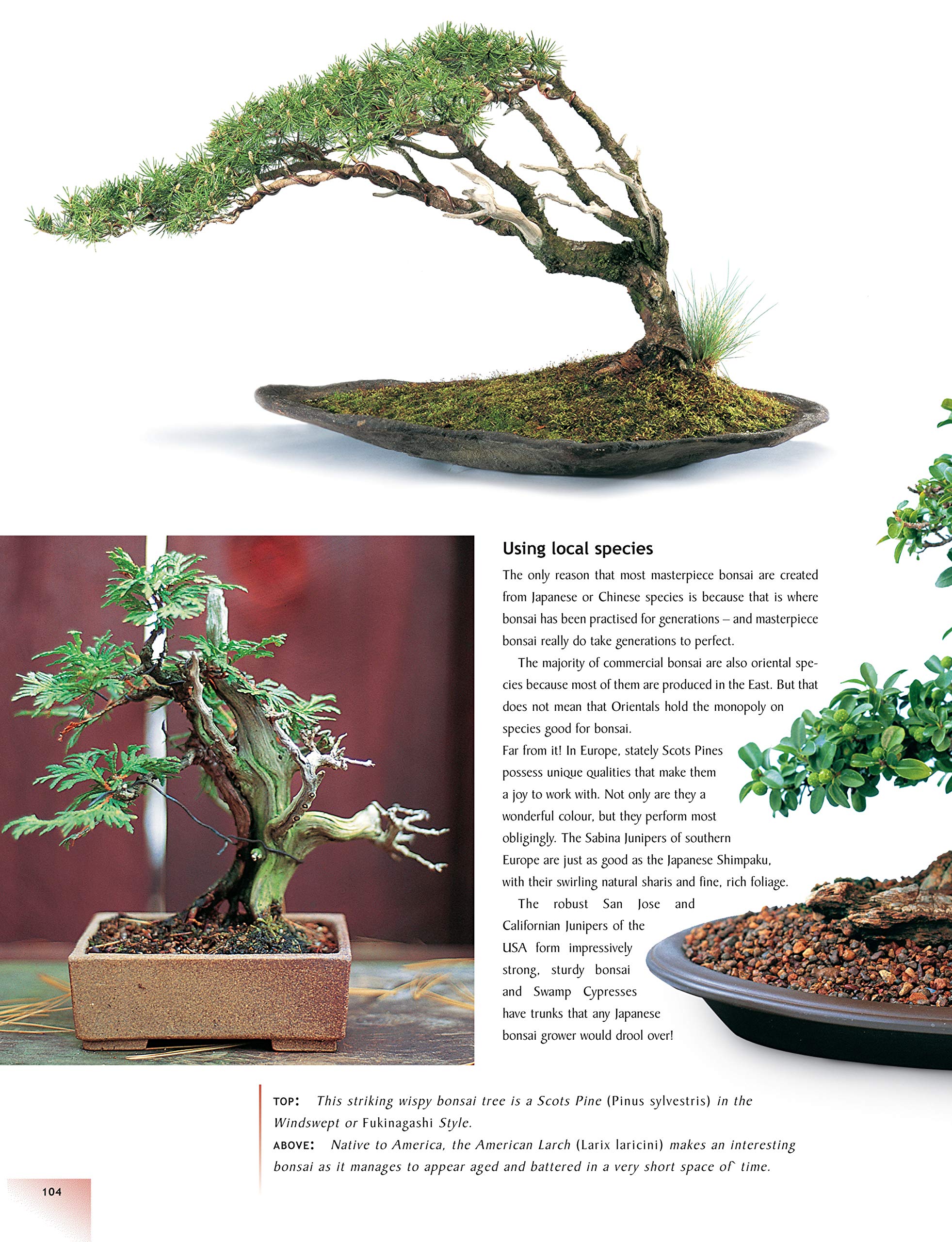 The Bonsai Handbook