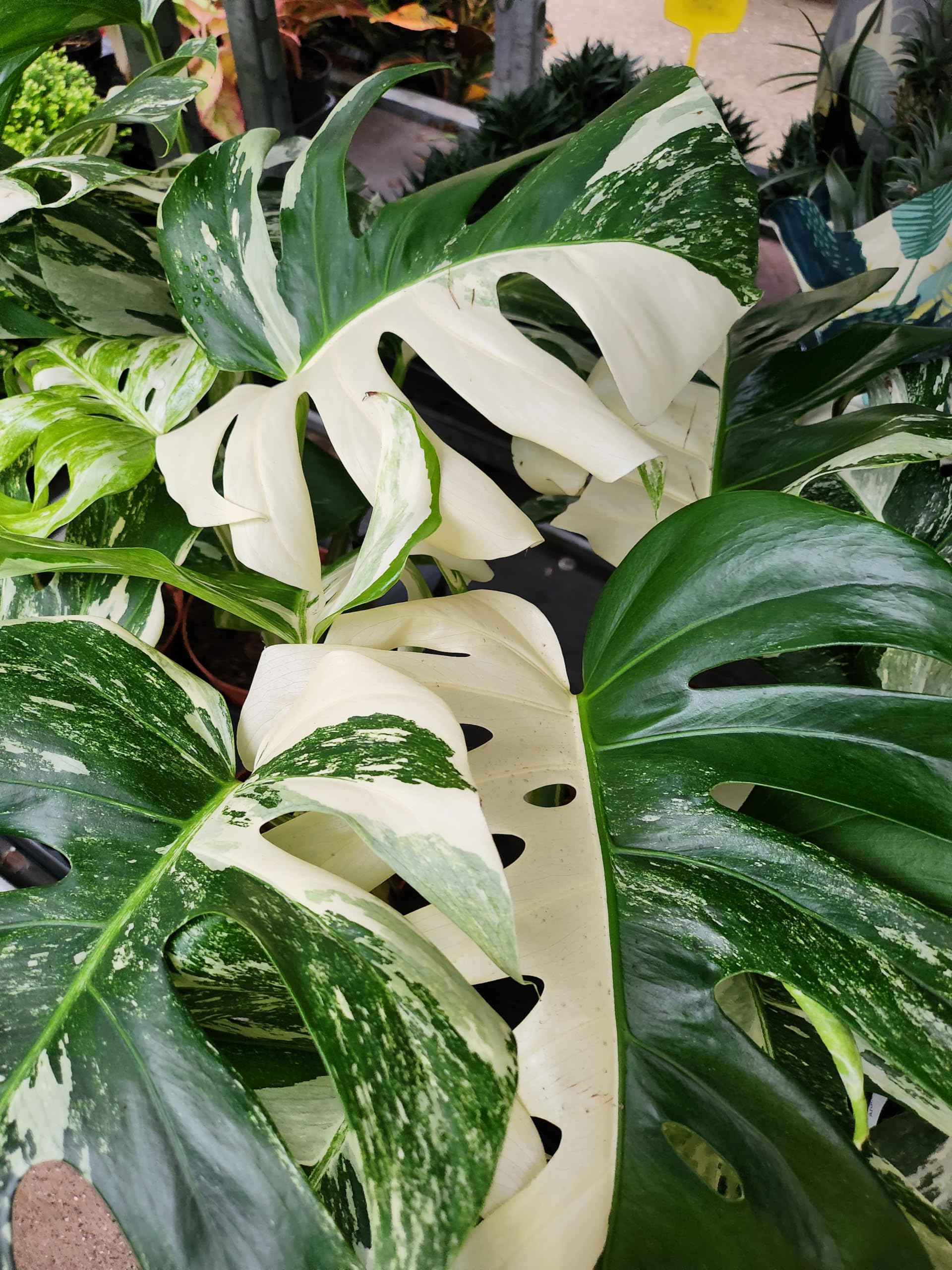 POWERS TO FLOWERS - PHYLODENDRON PERTUSUM, MONSTERA DELICIOSA ALBO VARIGATA, IN VASO 14CM DIAMETRO, pianta vera