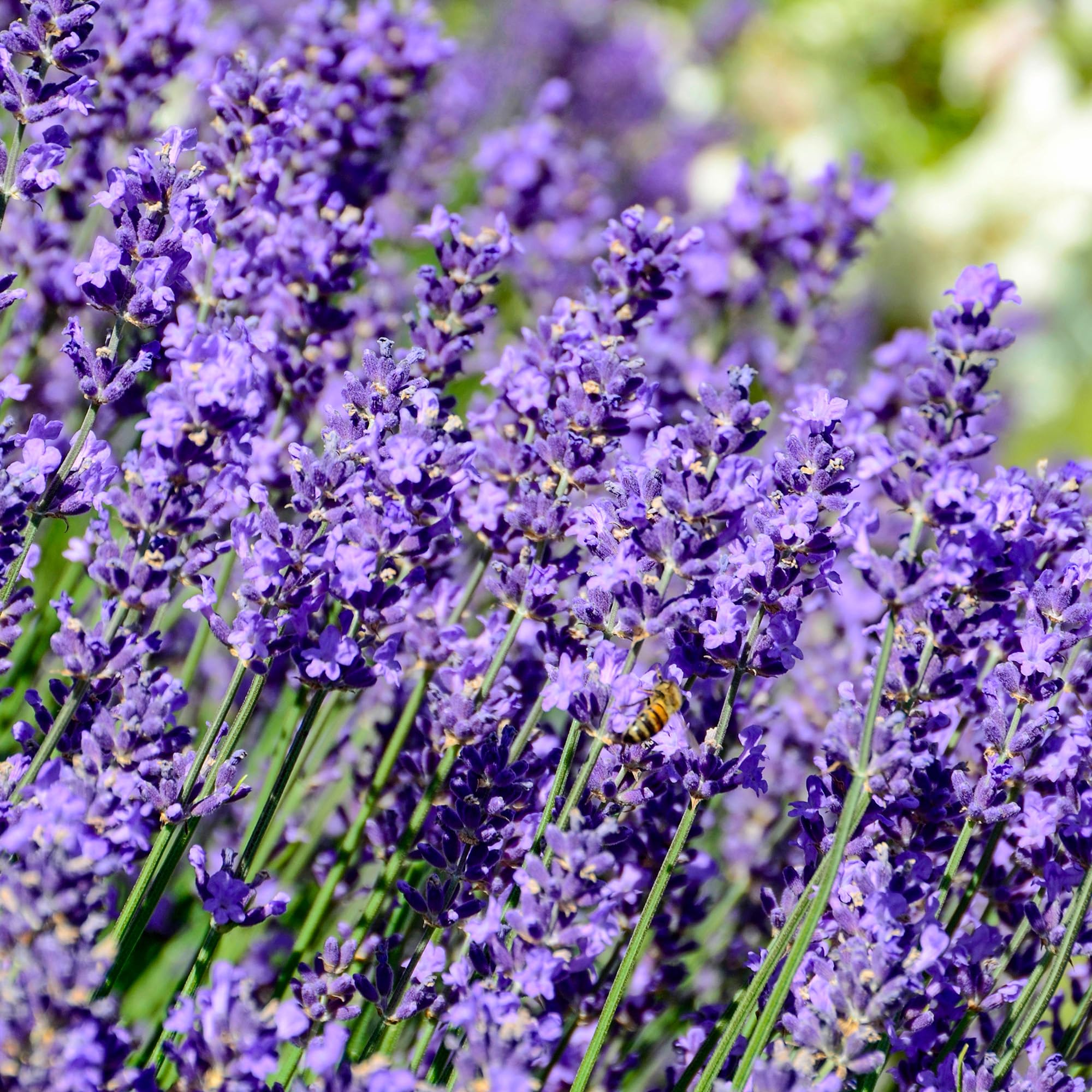 Herbs - English Lavender, Lavandula Hidcote - Outdoor Garden Ready Plants All Year Round - Garden Plants Ready to Plant - Lavender Plant (2 Litre Pot, 30-50cm)