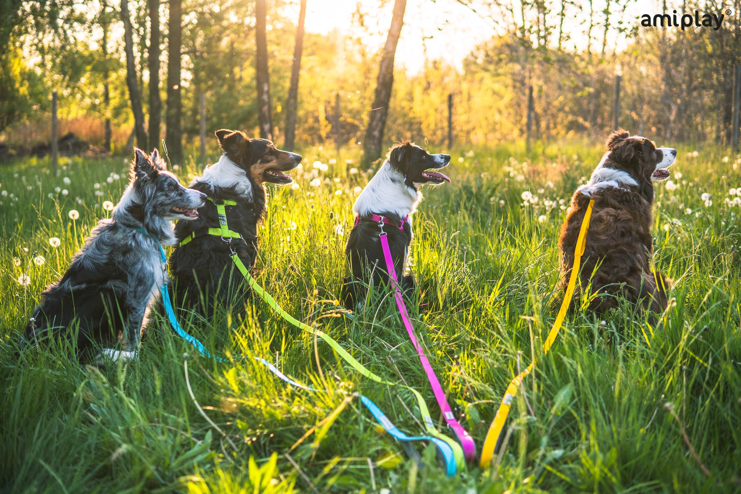 Amiplay Samba Hunde Schleppleine - Trainingsleine 10m - Ideal für Rückruf-Training und Kontrolle - Geeignet für kleine und große Hunde