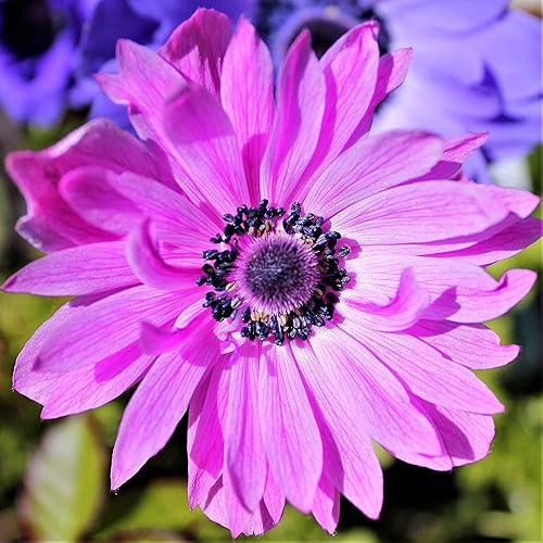 Miniatura 7 de Anemone 'The Governor' (paquete de 20) bulbos de plantas para jardinería, flores rojas dobles brillantes - Easy to Grow