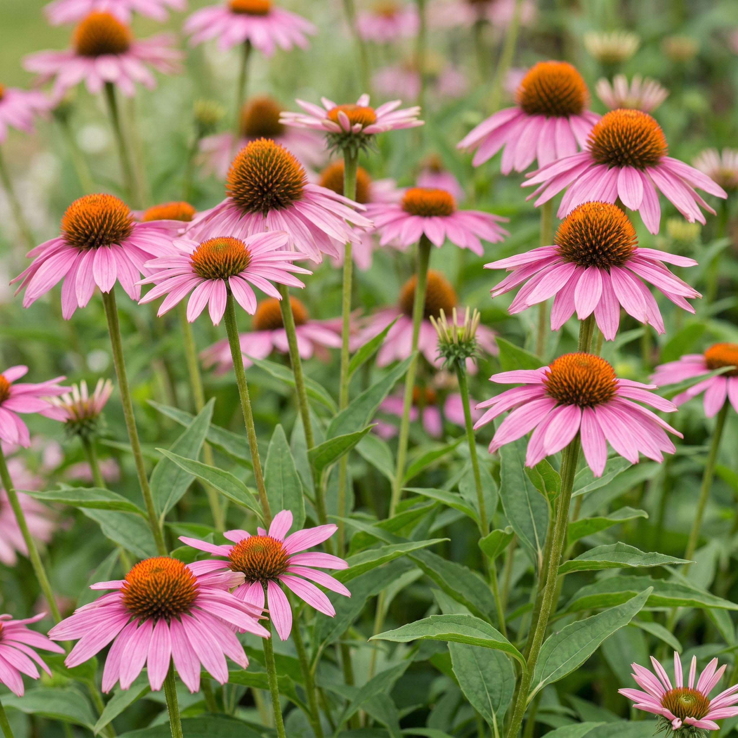 Echinacea purp. Magnus – Jeżówka purpurowa – Rośliny przyciągające pszczoły i motyle – Różowa – 6 sztuk - 15-25cm - Ø11cm - Roślina ogrodowa