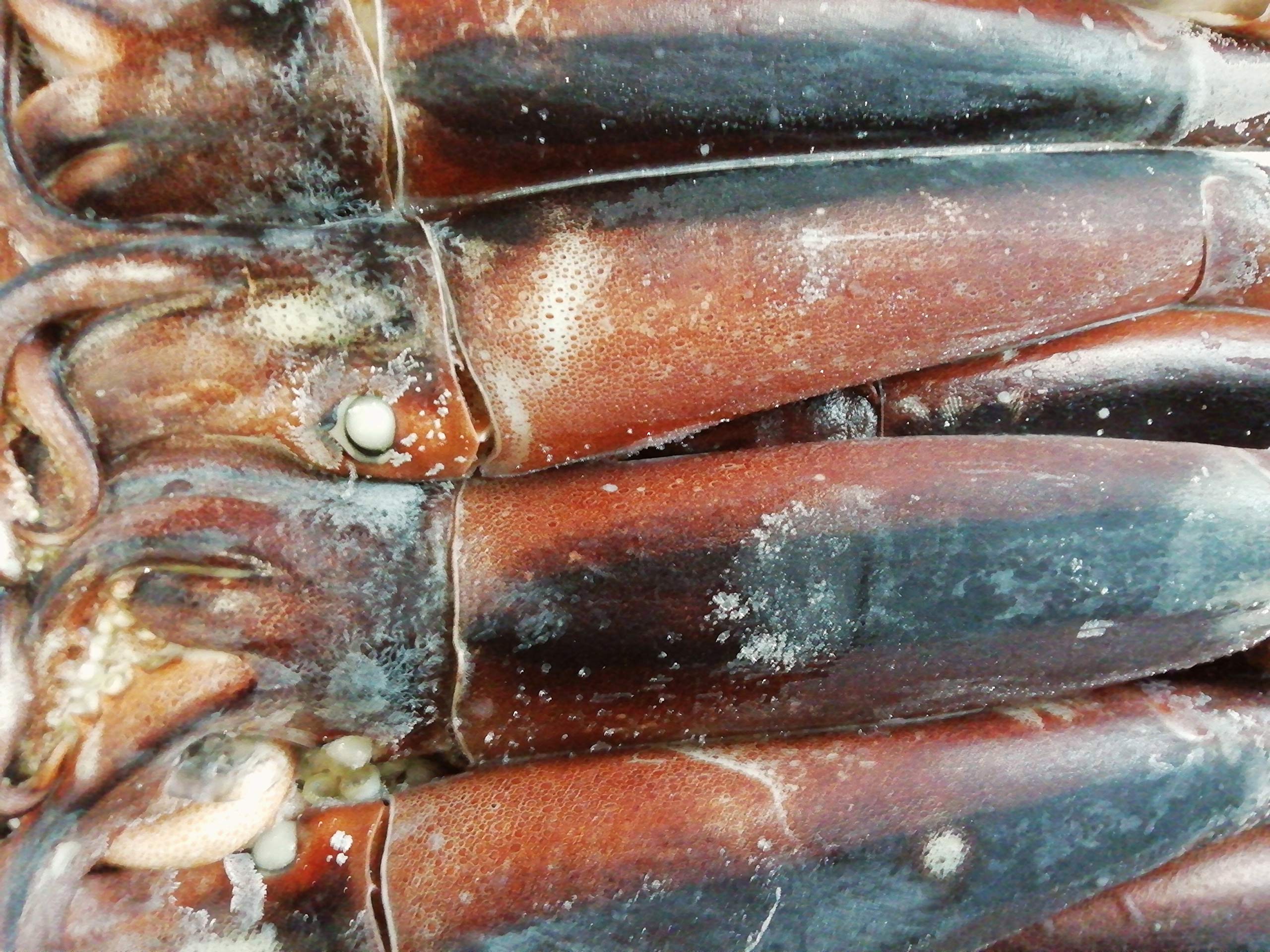 Amazon.co.jp: 産直丸魚 北三陸産 釣り物 スルメイカ 生食用 30尾入 真