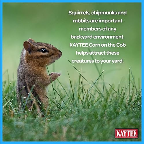 Miniatura 7 de Kaytee Alimento de maíz en la mazorca para ardillas silvestres, conejos, ardillas y otras fauna silvestre en el patio trasero, 6.5 libras