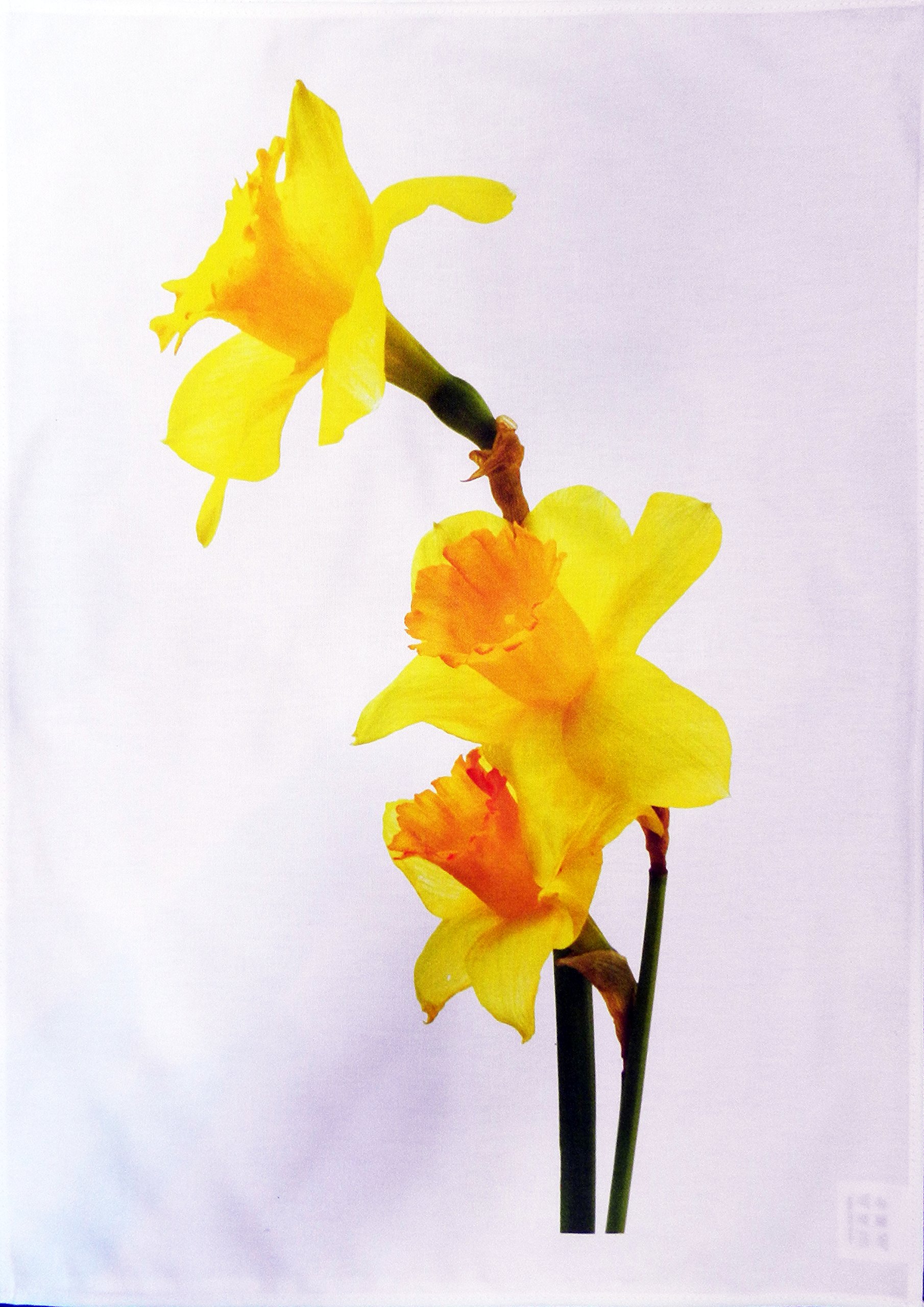 Half A Donkey White Yellow Daffodils Cotton Tea Towel