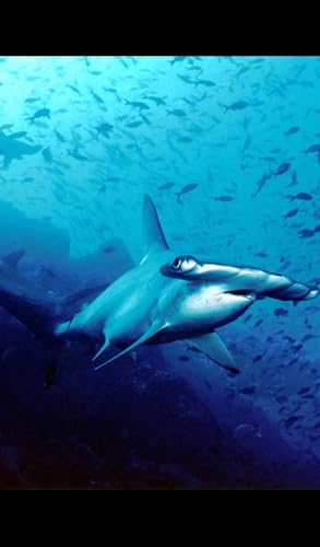 Hammerhead Shark Wallpaper -- HD Wallpapers of Hammerhead Sharks!