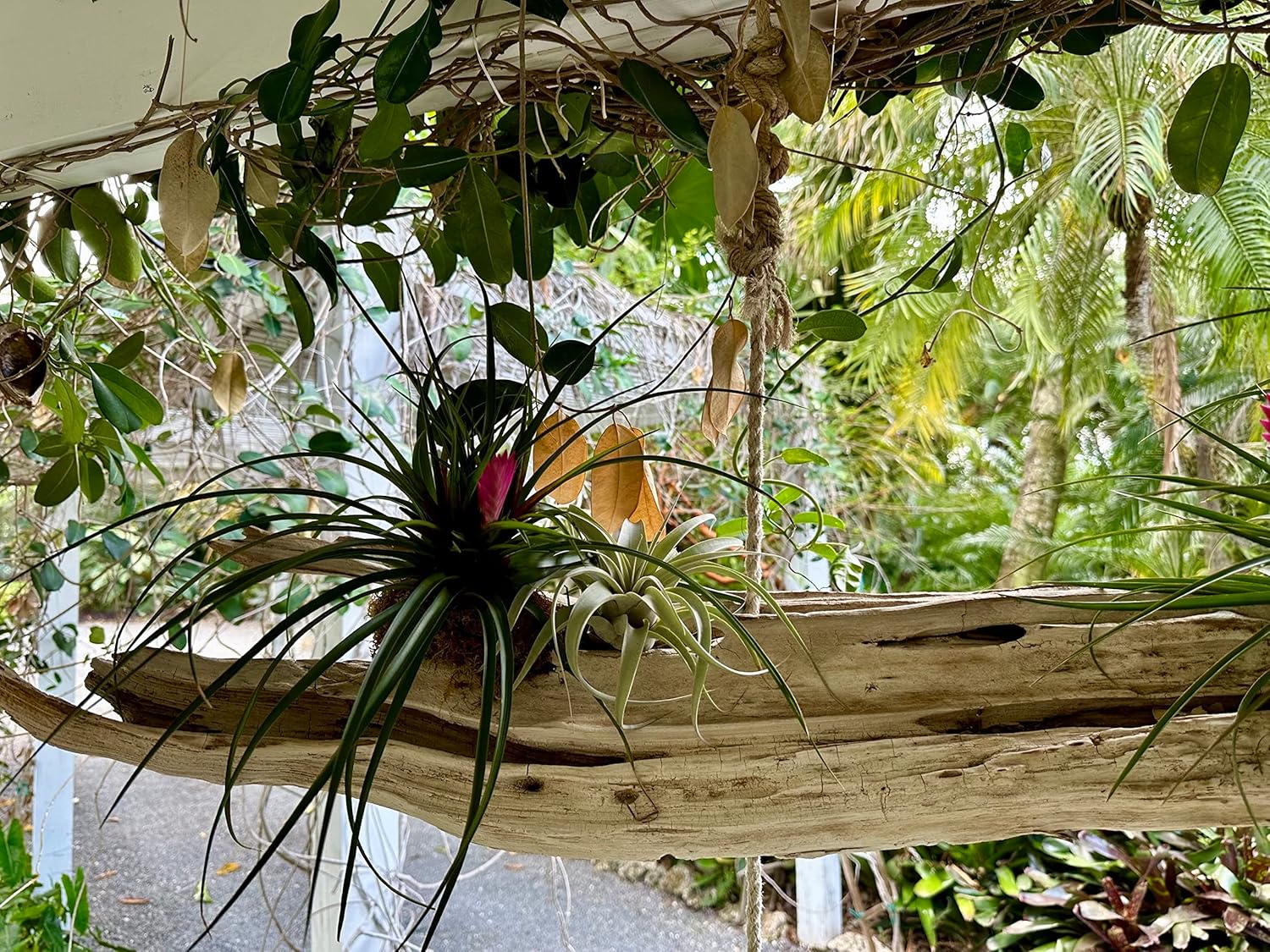 ragnaroc Live Air Plants – Flowering Tillandsia Cyanea, Giant 15-18" in a 4" Growers Pot - 2ct - Live Arrival Guaranteed - House Plants for Home Decor & Gift