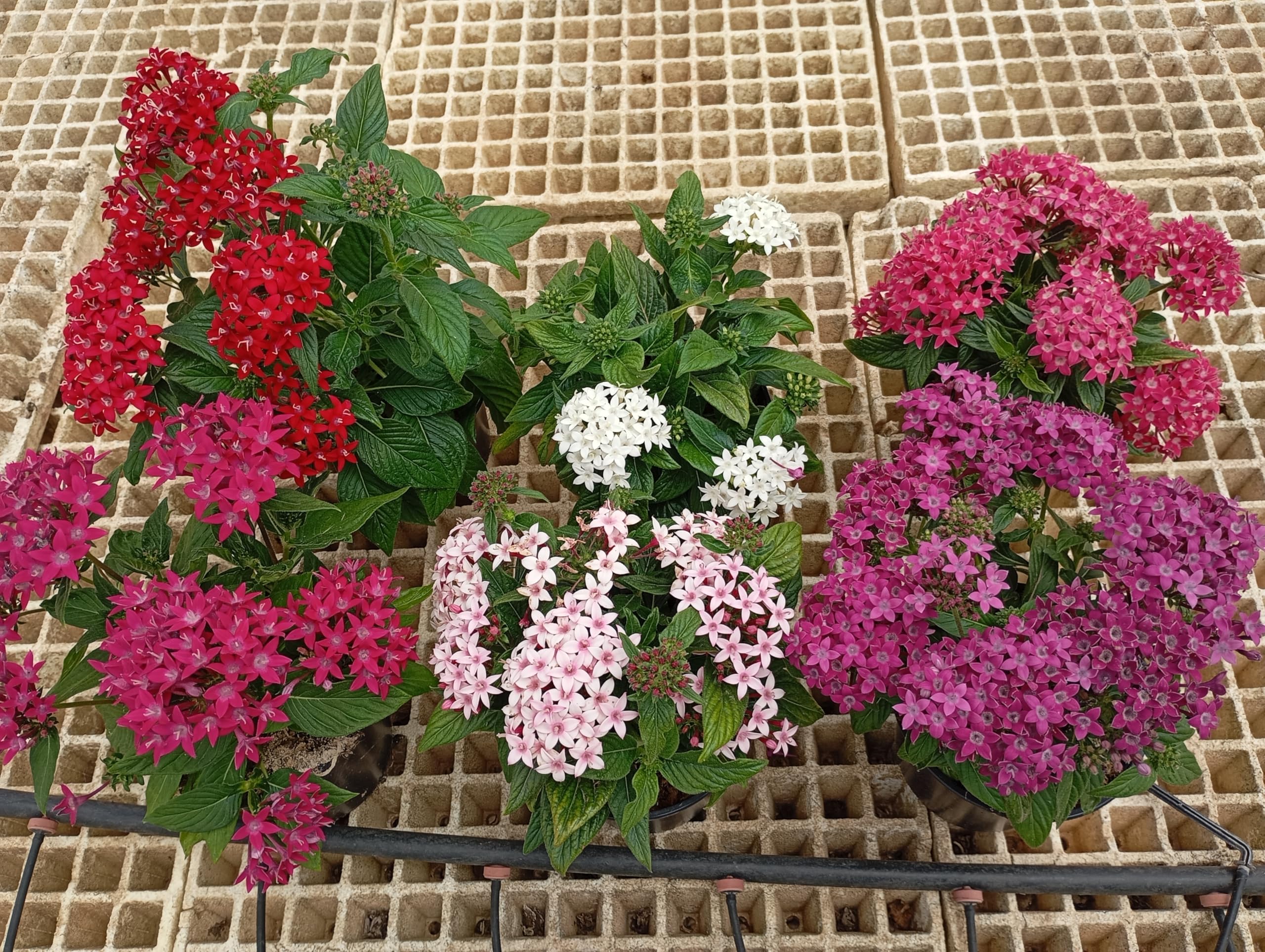 Pentas Pack 6 Plantas - Flores vivas - Planta Natural - Maceta 13 cm ø