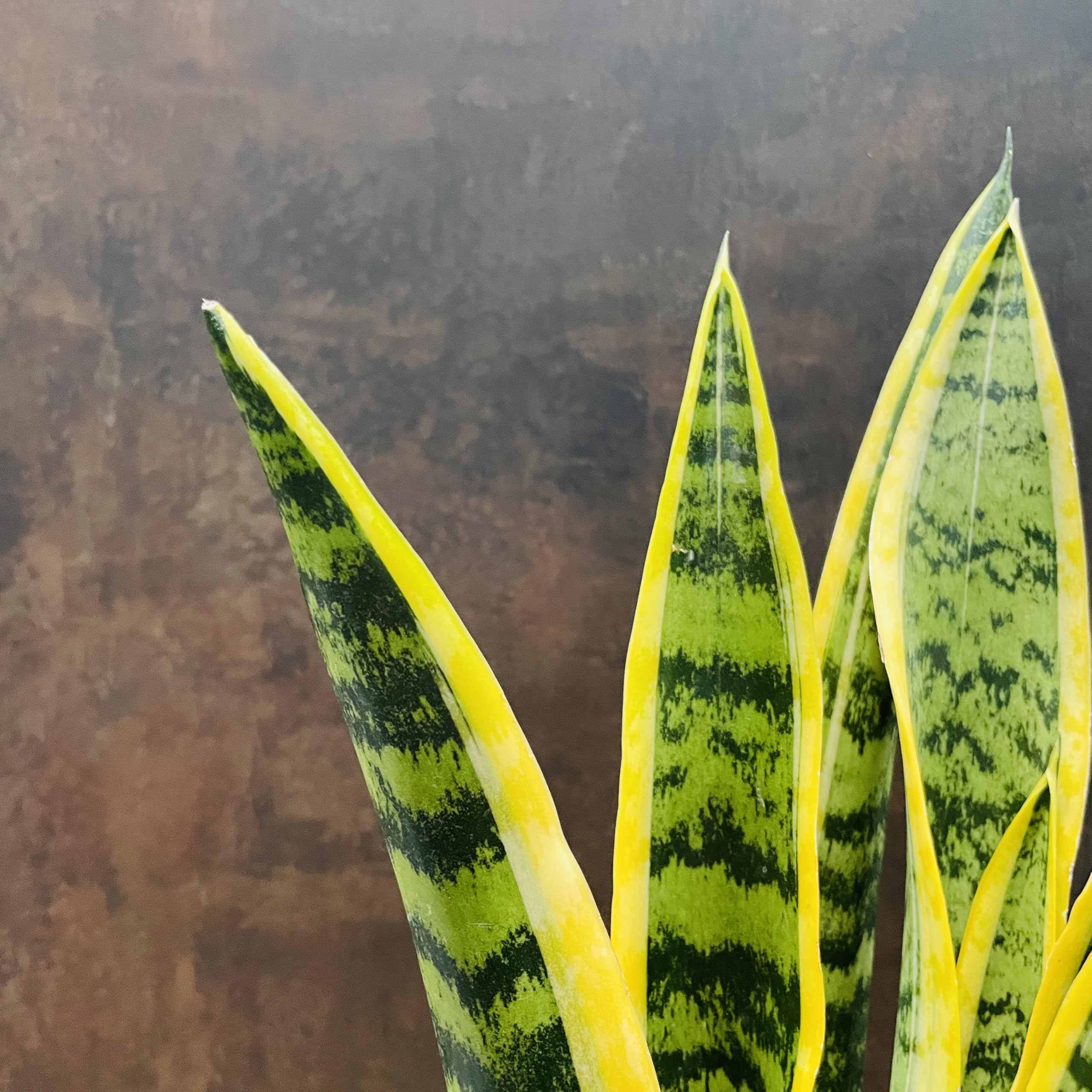 Amazon.co.jp: 観葉植物 サンスベリア 鉢植え プランター 虎の尾