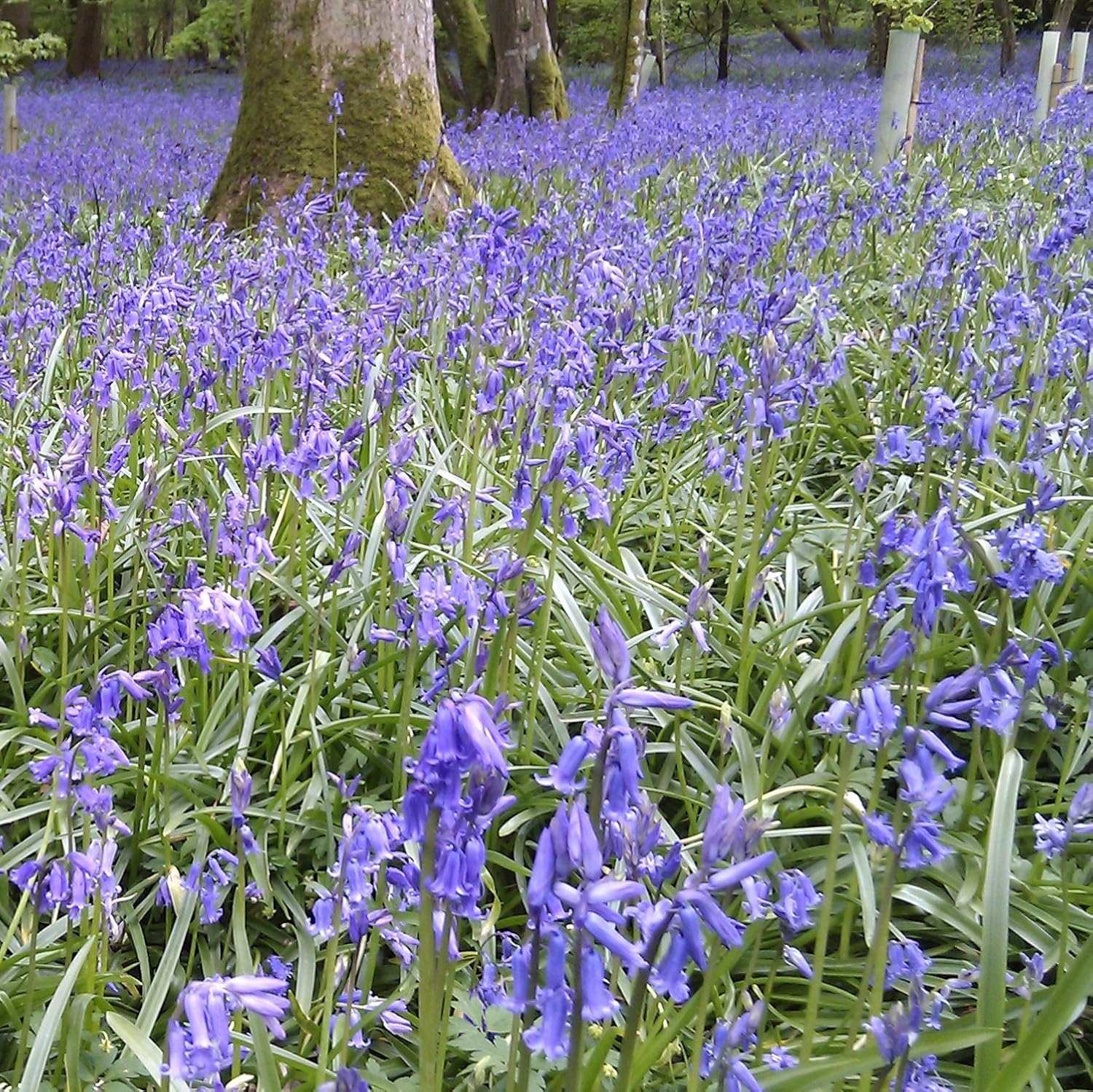English Bluebells Hyacinthoides