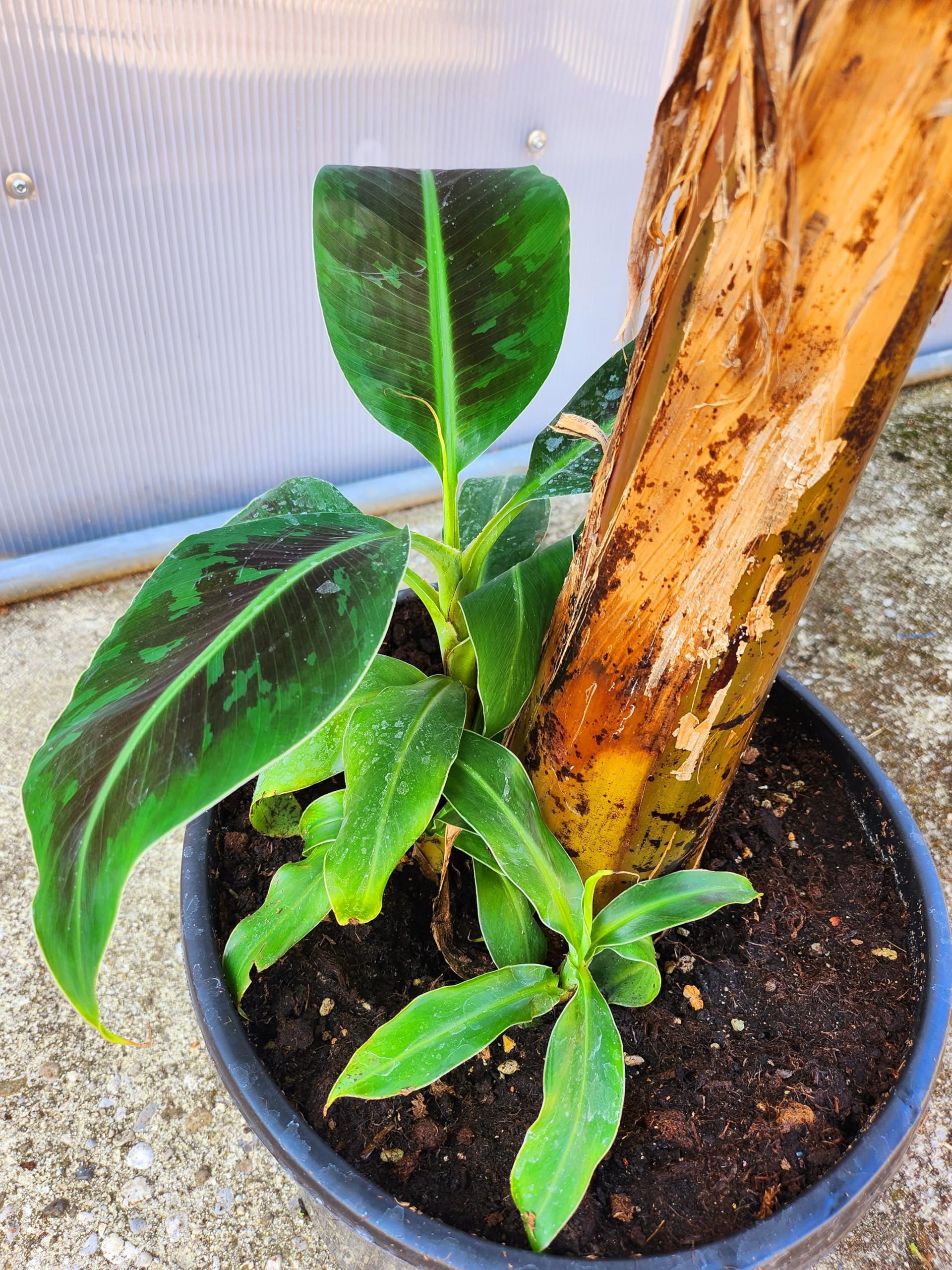 Pianta del Banano Vera Altezza 160cm Vaso 35cm Diametro