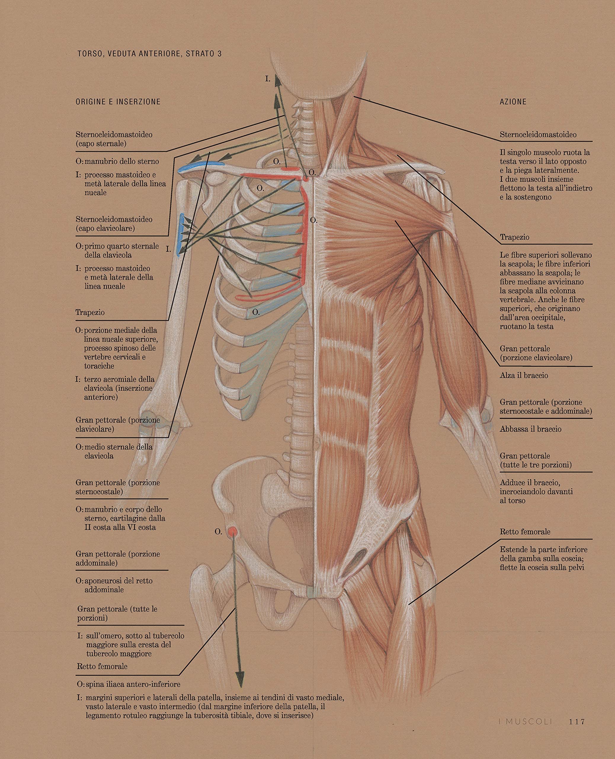 Fondamenti di anatomia artistica
