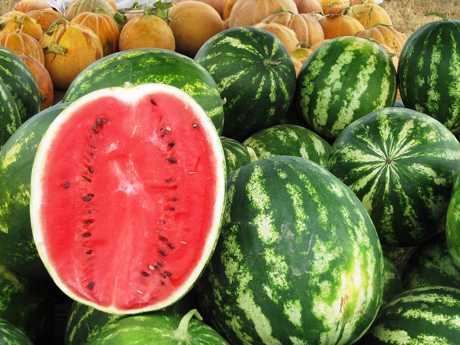 Non-GMO Heirloom Green Astrakhan Watermelon Seeds - 30 Count High Germination, Easy Grow Guide by RAISE ME UP