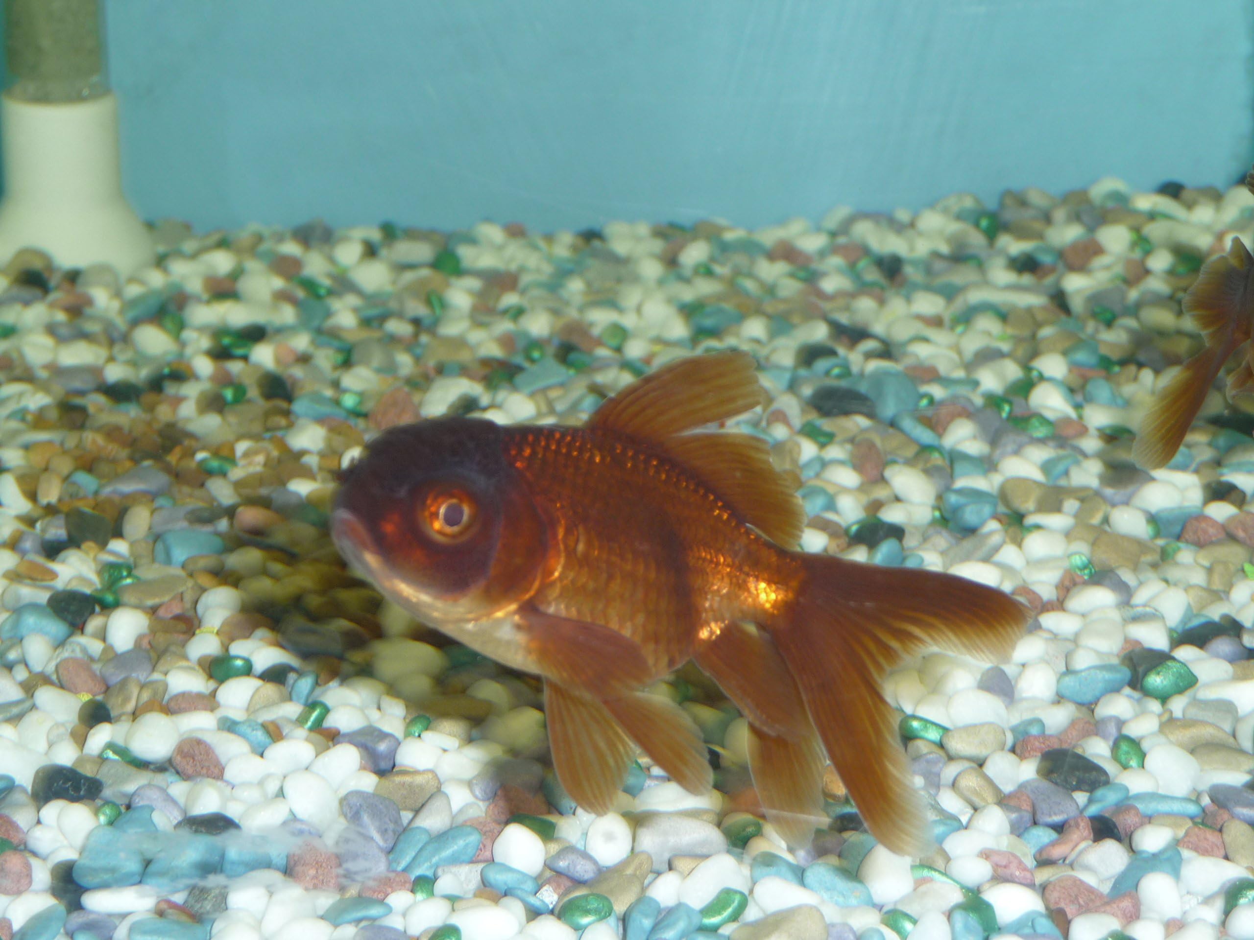 WorldwideTropicals Live Freshwater Aquarium Fish - 4" Chocolate Oranda Goldfish- 4" Chocolate Oranda Fish Live Tropical Fish - Great for Aquariums - Populate Your Fish Tank!