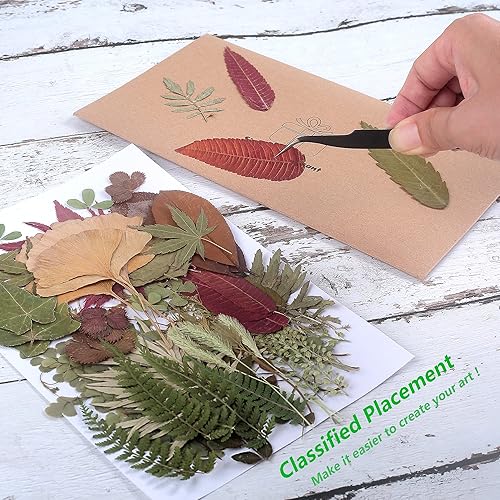 Miniatura 3 de 100 piezas de hojas verdes prensadas secas reales, herbario de plantas naturales para bricolaje, moldes de resina, fabricación de joyas y