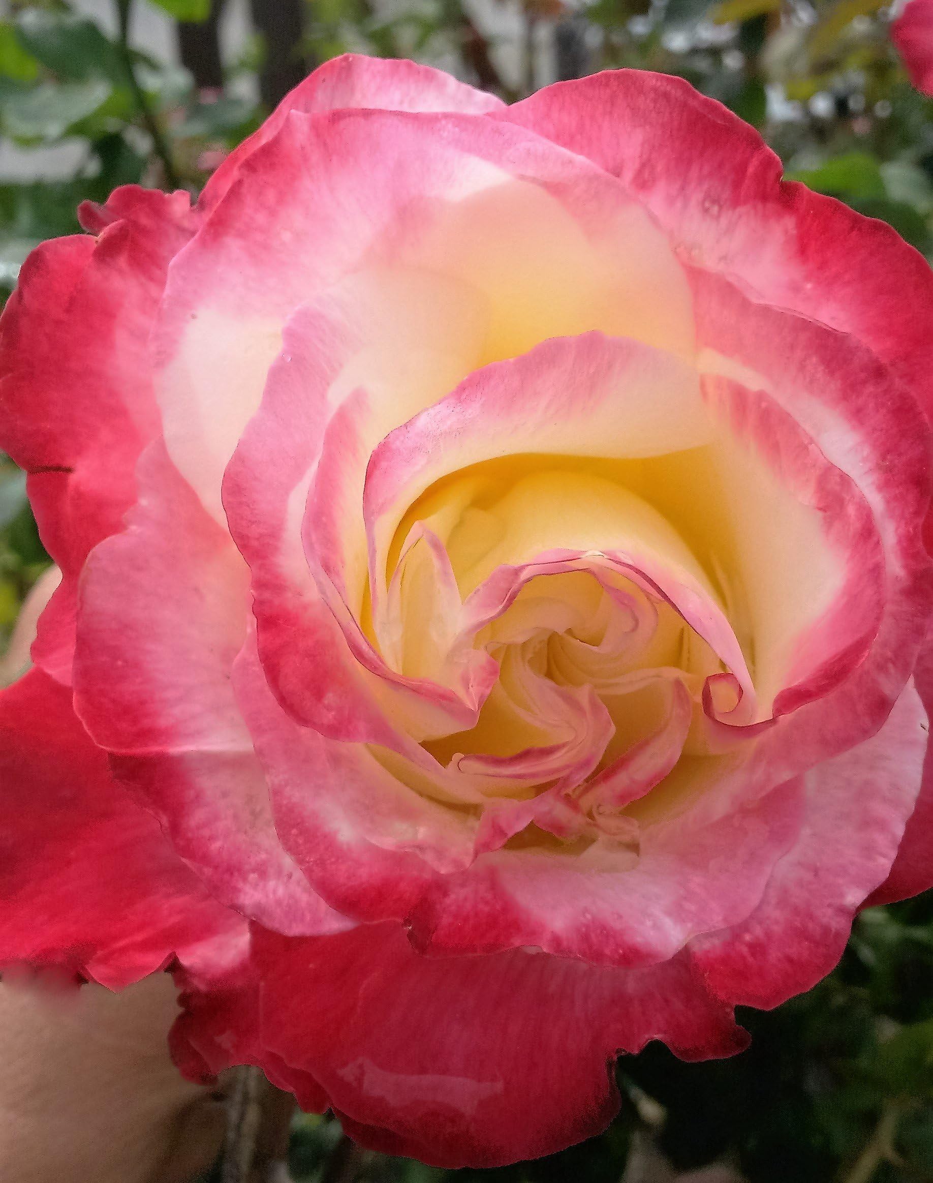 gowlers plants Double delight hybrid tea rose bush bare root