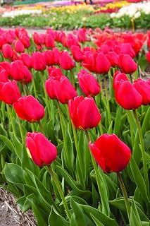 Red Tulips Darwin Hybrids (25 Bulbs) - Red Van Eijk Tulip Bulbs - Perennial Bulbs