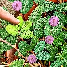 Sensitive Plant (Shameplant) Seeds - 300+ Count - for 2025 Planting React to Touch Mimosa Pudica Tickle Me Touch Me Not Shame Closing Leaves Sleepy Grass House Plant Sensitiva