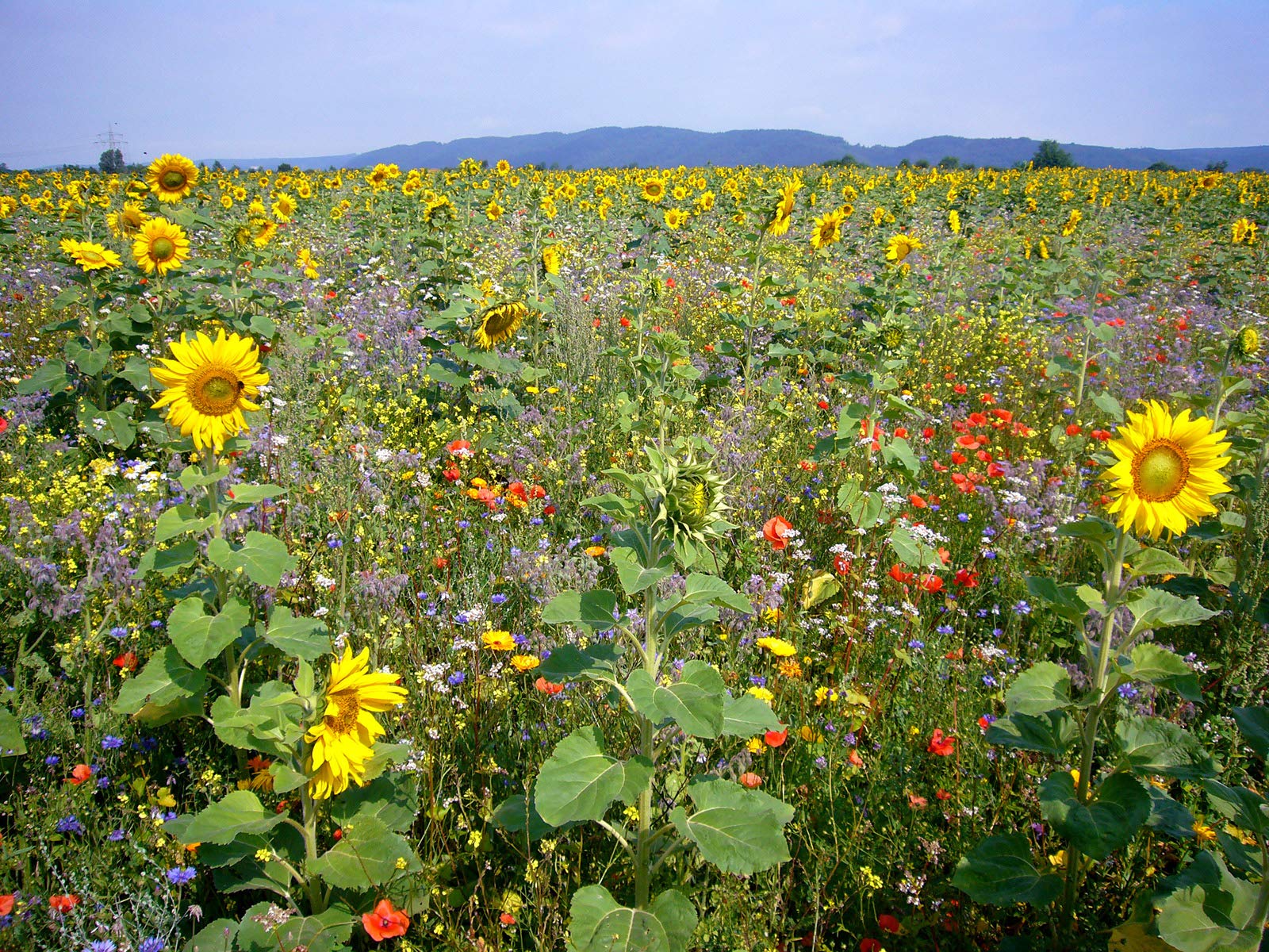 Kiepenkerl 690653 Blühende Landschaft (Wildackersamen)