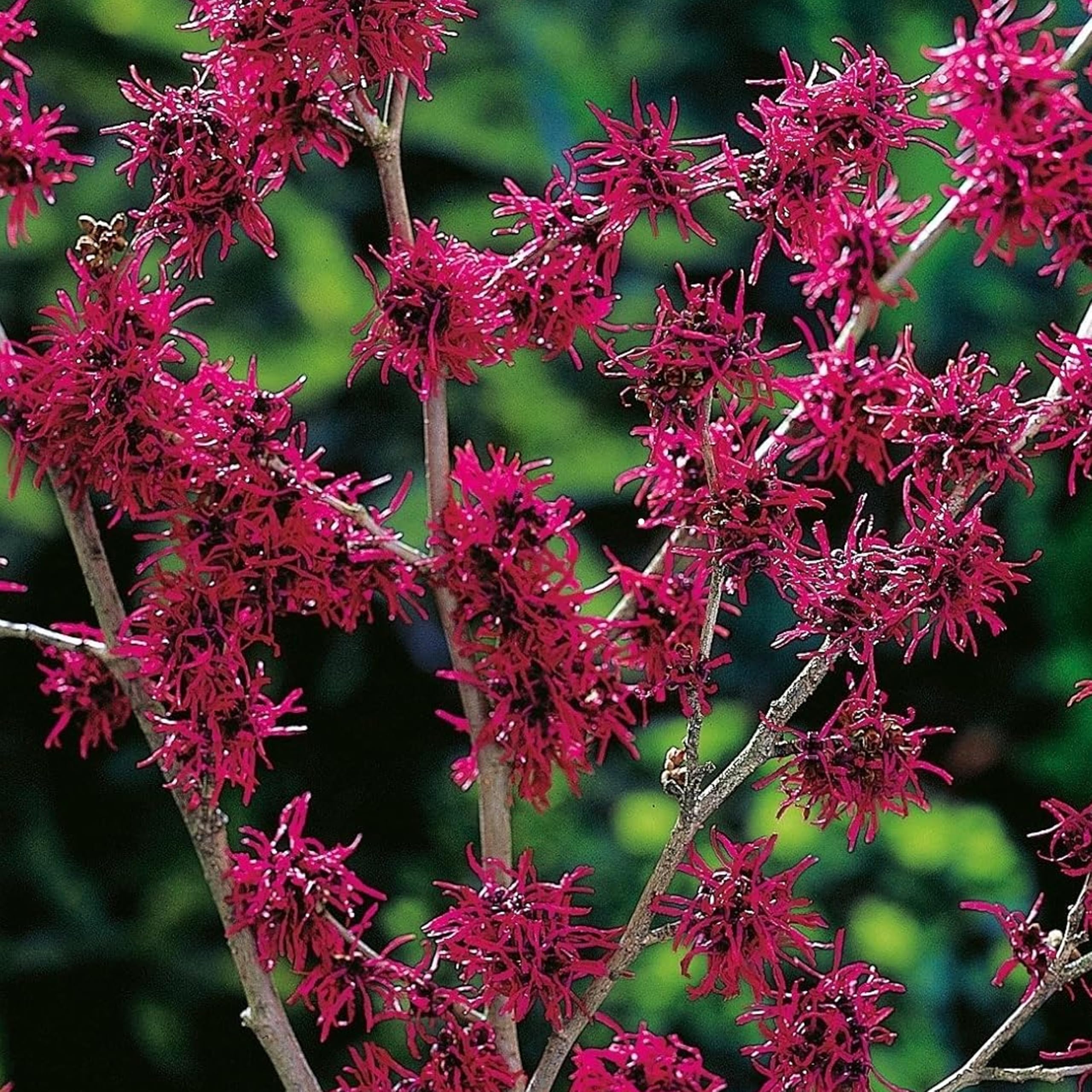 GARTEN SCHLÜTER® Weinrote Zaubernuss Feuerzauber