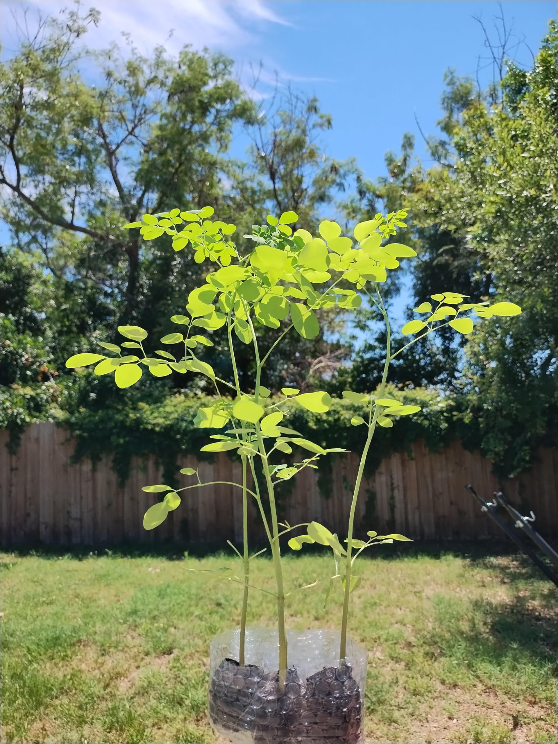 Generic Moringa Trees 3 Live Moringa Plants