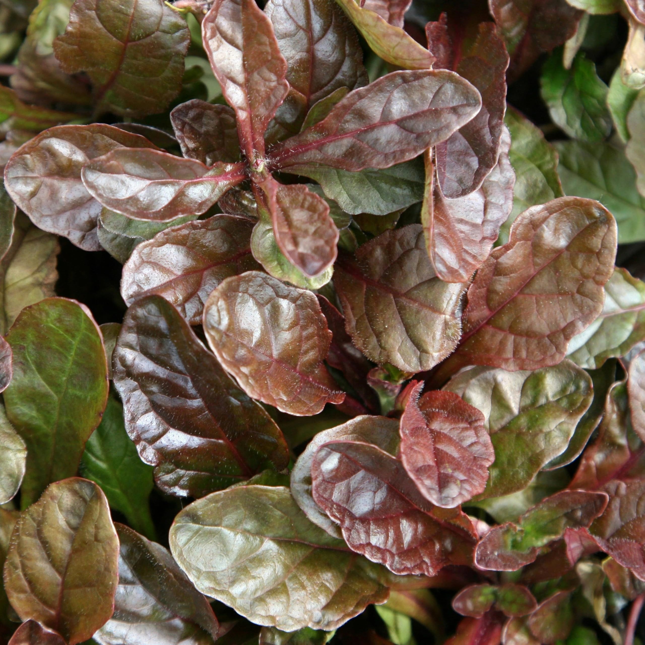 Plant Theory 9cm Pot Ajuga Reptans Atropurpurea Bugle Perennial