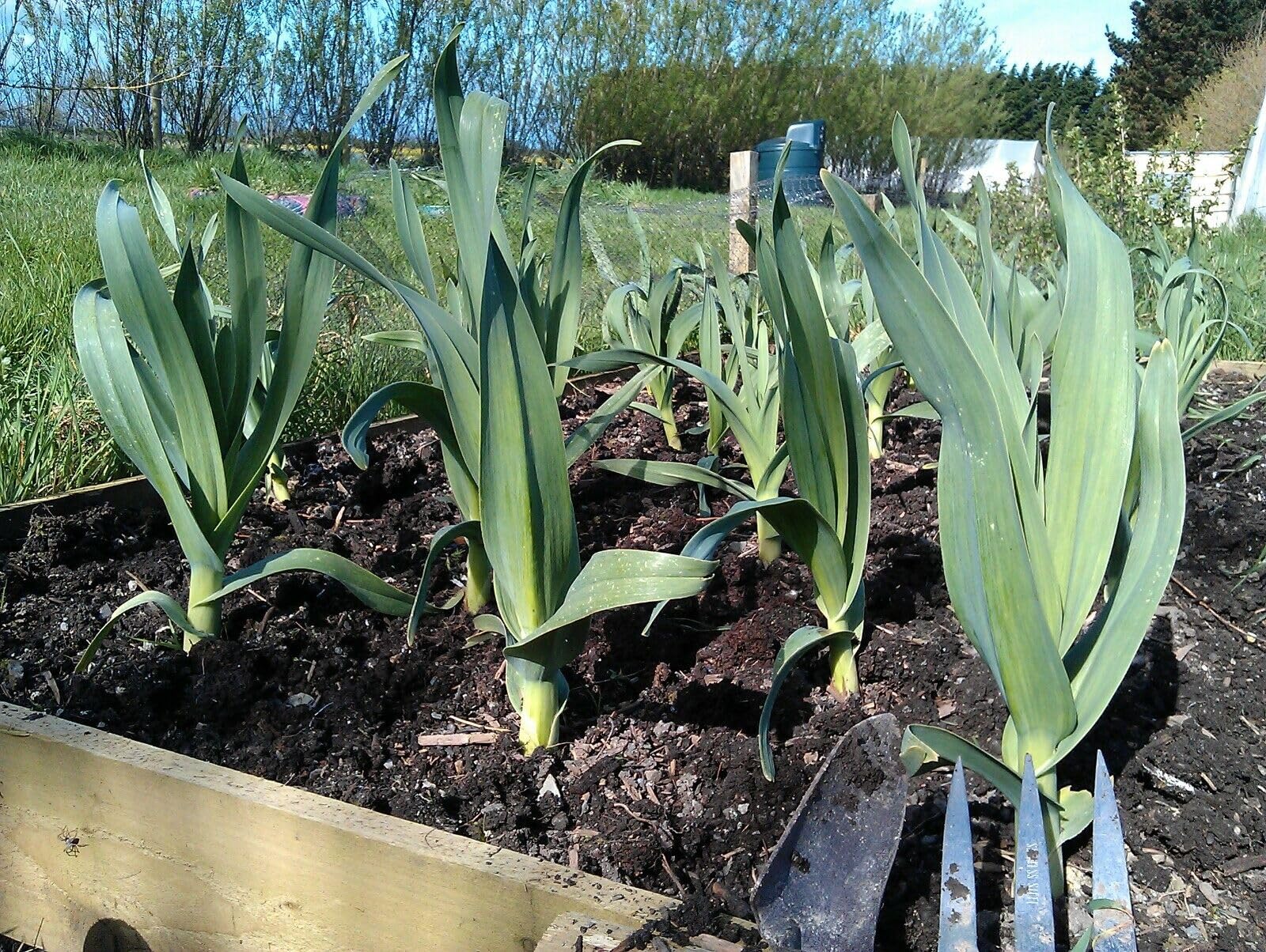 Buy4seeds 7 Seeds New Season Genuine Elephant Garlic CormsUseful for Gardening(7 Seeds)