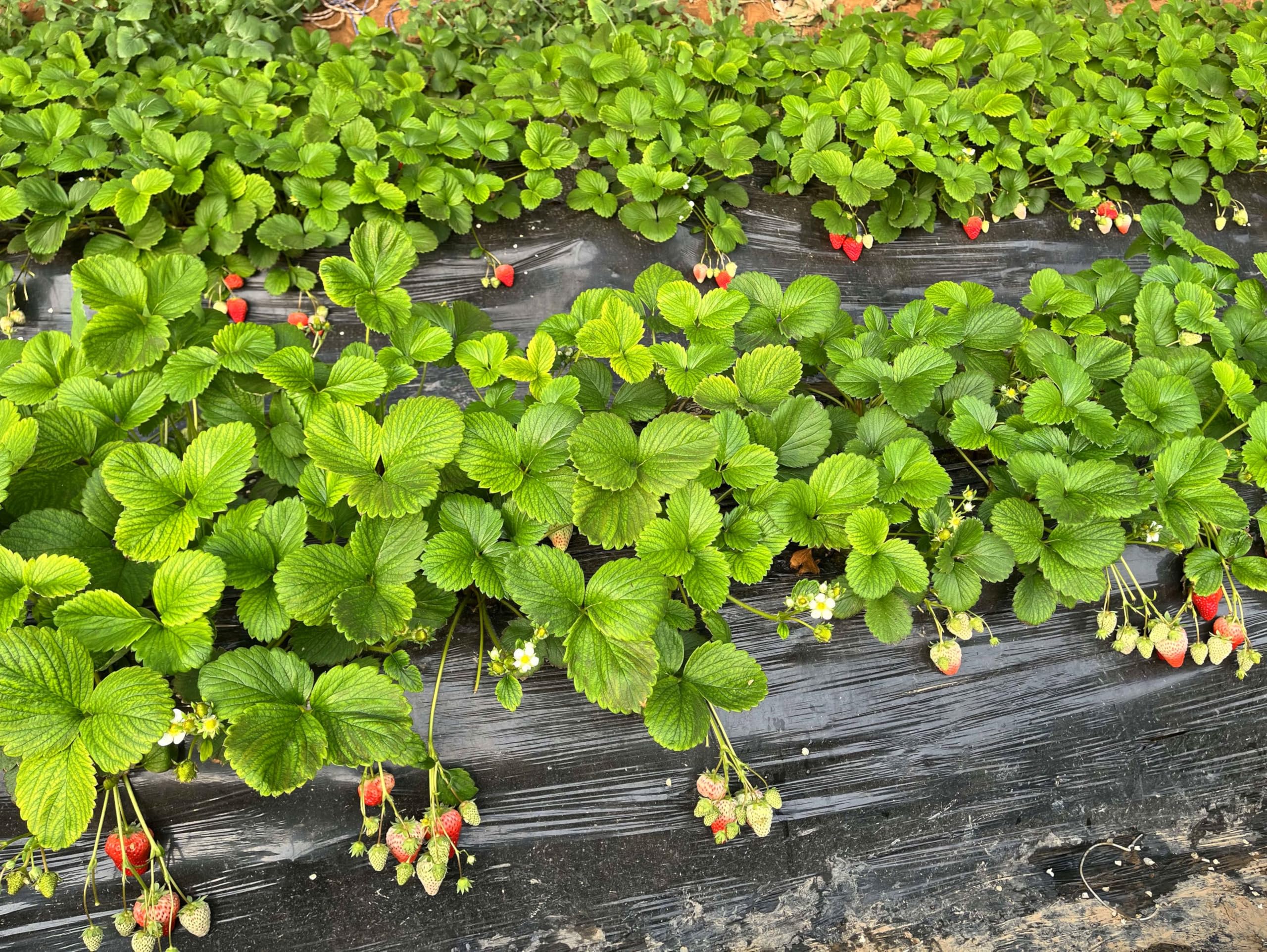 Amazon.com : Strawberry Seeds for Home Garden Decor - 300 Pcs : Patio, Lawn  & Garden