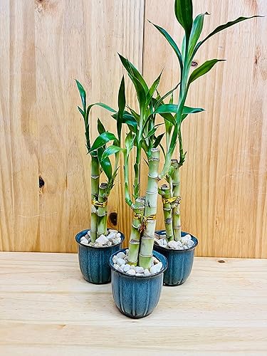 Miniatura 3 de Lucky Bamboo - Jarrón de cerámica de 6 pulgadas, 6 pulgadas, 8 pulgadas, florero de cerámica de alta calidad, diseño de flores azules