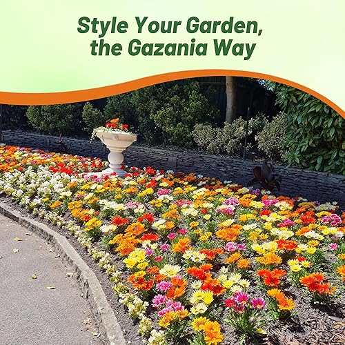 Miniatura 6 de Outsidepride New Day Bright - Semillas mixtas de Gazania para plantar, 50 piezas de semillas perennes, de bajo mantenimiento, tolerantes a la sequía