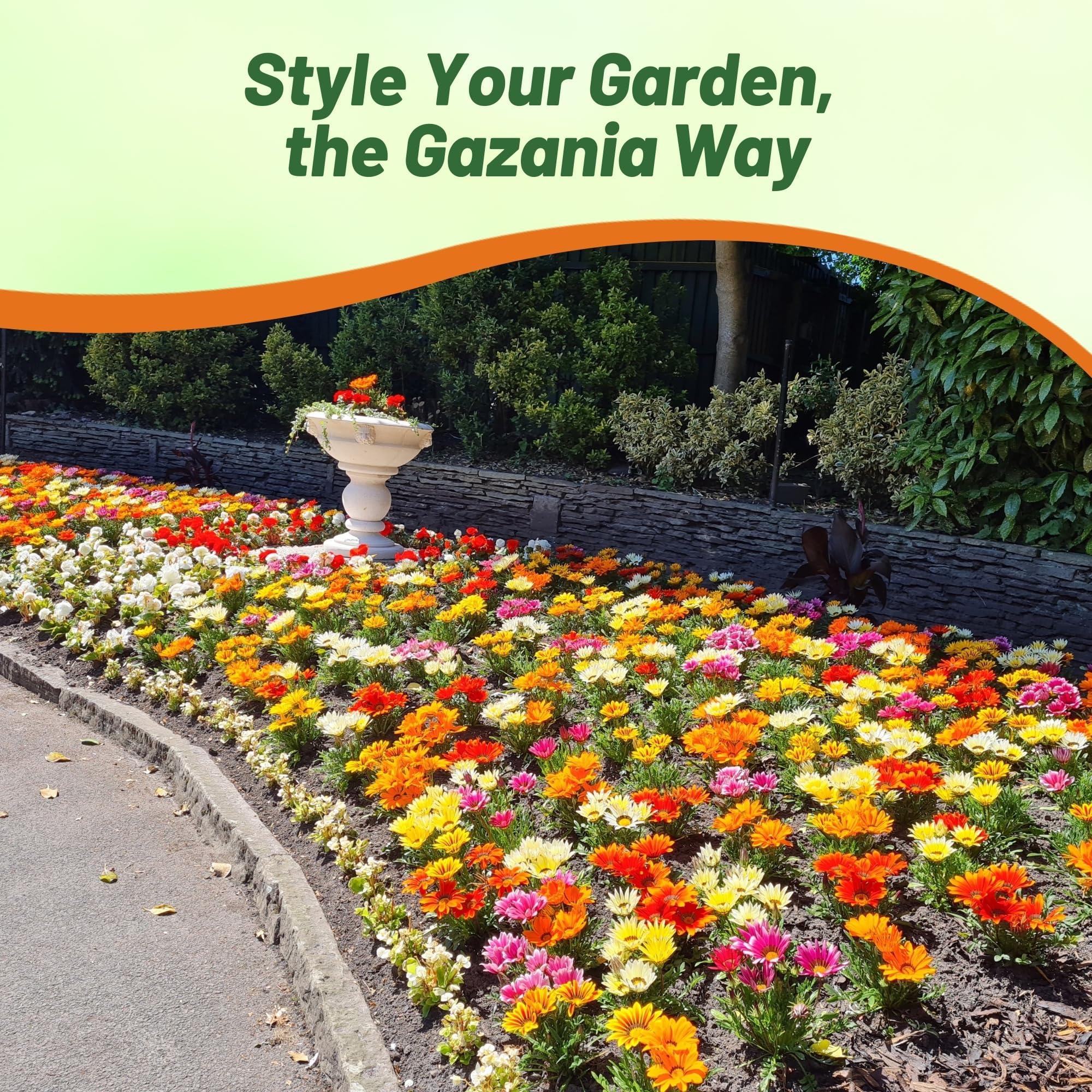 Amazon.com : Outsidepride New Day Bright Mixed Gazania Seeds for