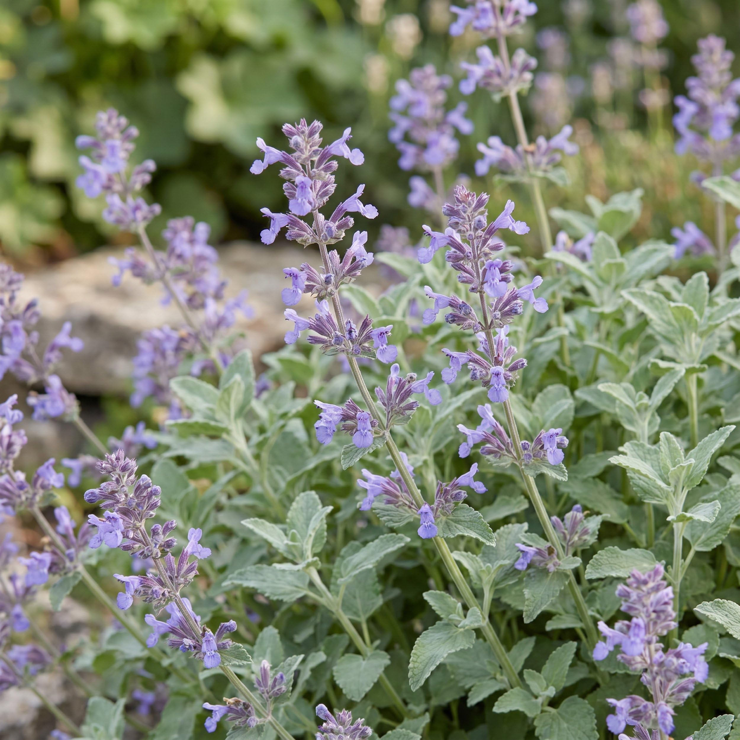 Nepeta faassenii - Erba gatta - Attira api e farfalle - Viola - 6 piante - 15-25cm - Ø11cm - Pianta da giardino