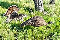 Vista 5 de MOJO Outdoors Turkey Hunting Decoys and Accessories