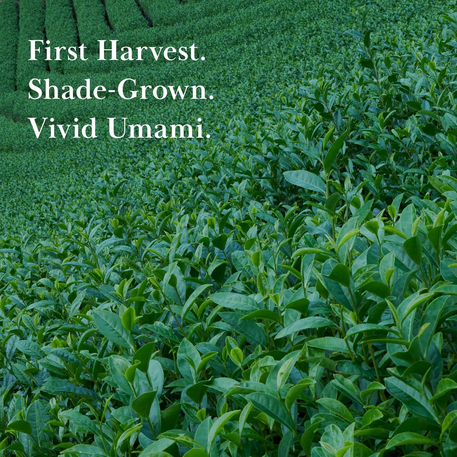 TSUJIRI Matcha - Decaf Matcha (30g / 1.06oz) - Authentic Japanese First Harvest Matcha Green Tea - Kyoto, Japan, 1860