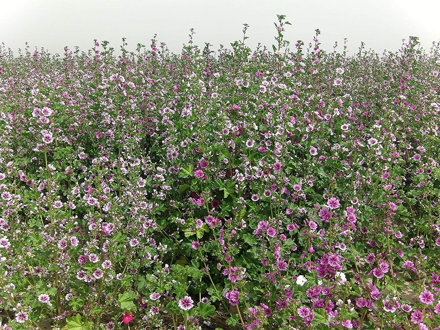 Malva Common Mallow Herbaceous Perennial Plants 1000 Seeds
