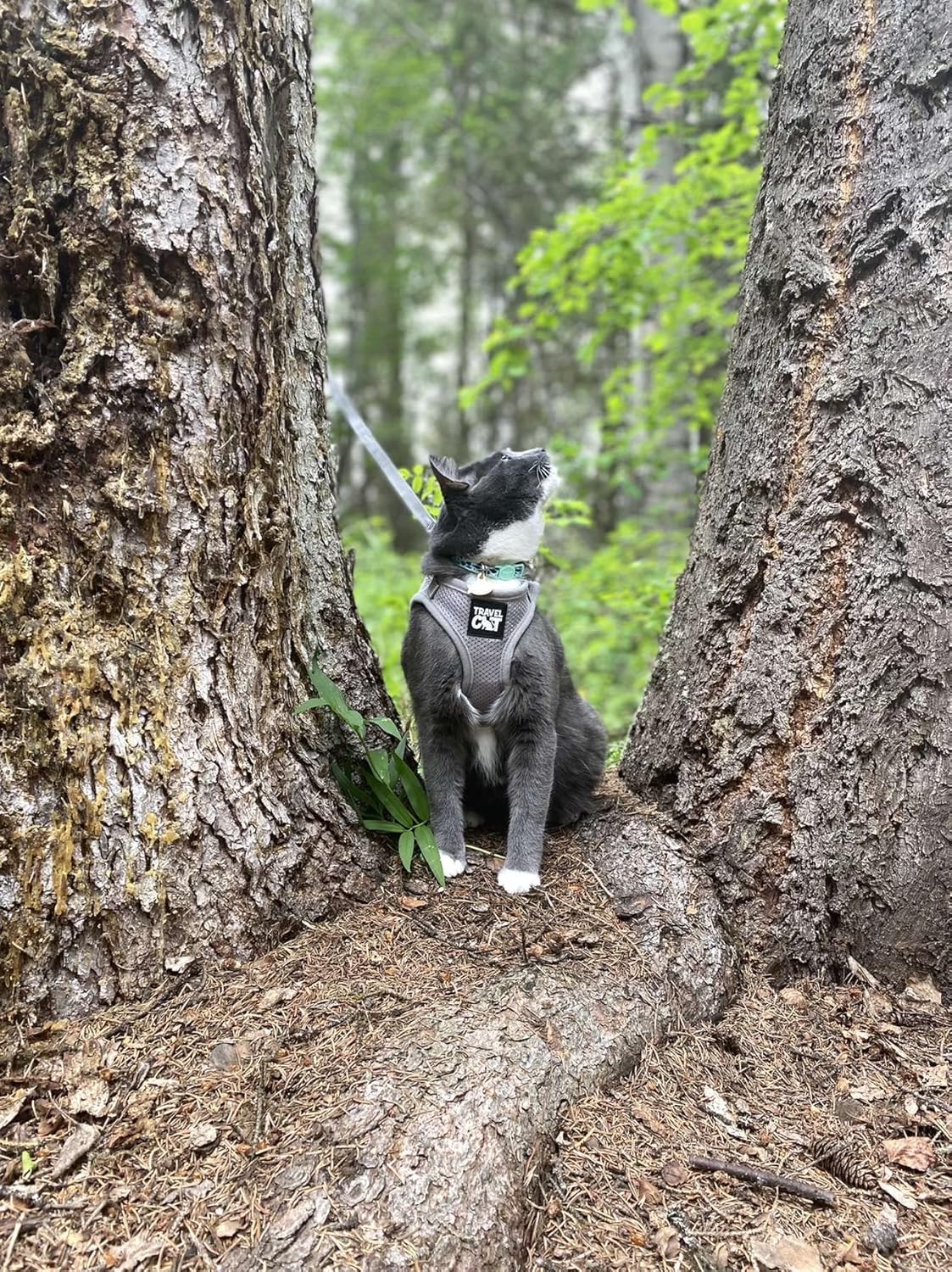 Travel Cat Navigator Carrier Backpack, Grey Harness and Retractable Leash Bundle - Cat Accessories for Outdoor Travel, Walking, Hiking
