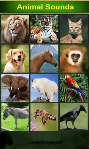 Animal Sounds for Kids