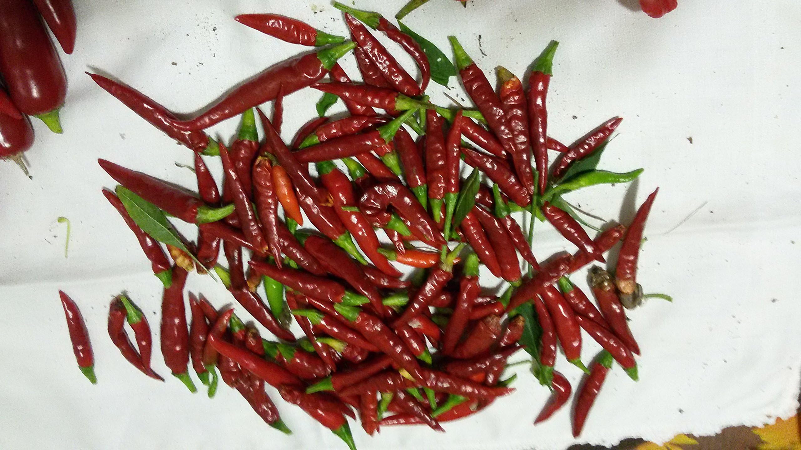 Seeds Chilli Thai Dragon RED