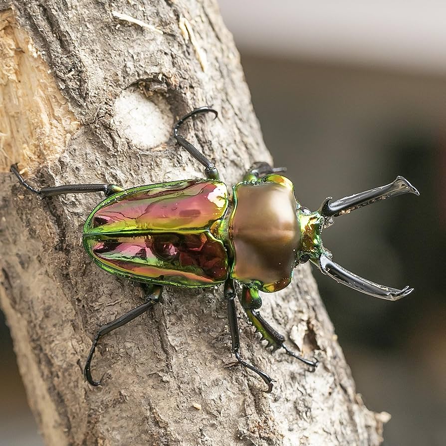 272　販売　七人のおたく　イタミ有 Amazon | [BIG HORN]ニジイロクワガタ 成虫 50ミリUP成虫ペア