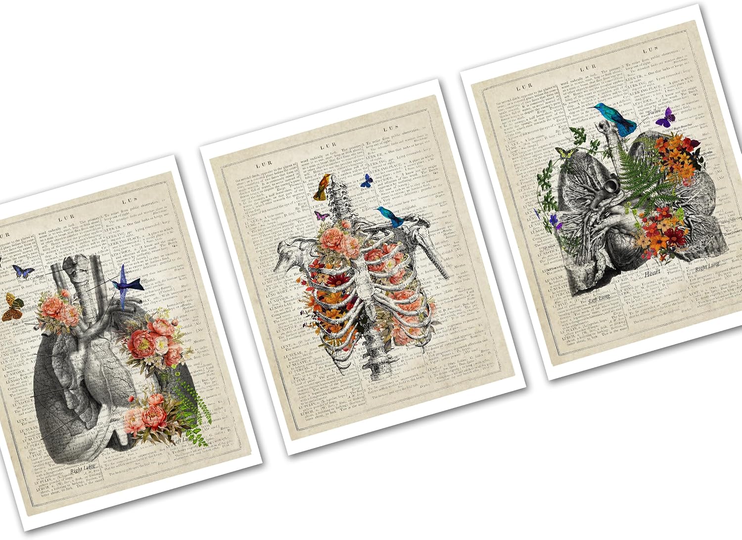 Gnosis Picture Archive Vintage Dictionary Art Anatomy of Lungs and Ribcage - Butterflies and Flowers - Doctor Office Decor - Respiratory Therapist Wall Art - 3 piece Unframed Art Print Set
