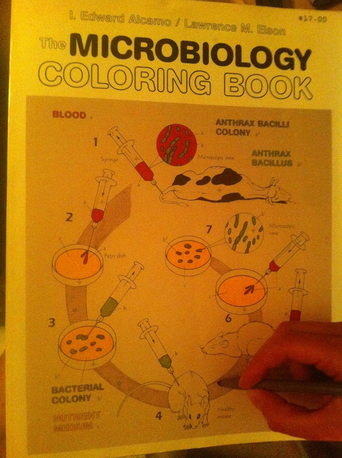 Amazon.com: The Microbiology Coloring Book: 9780065009415: Edward ...