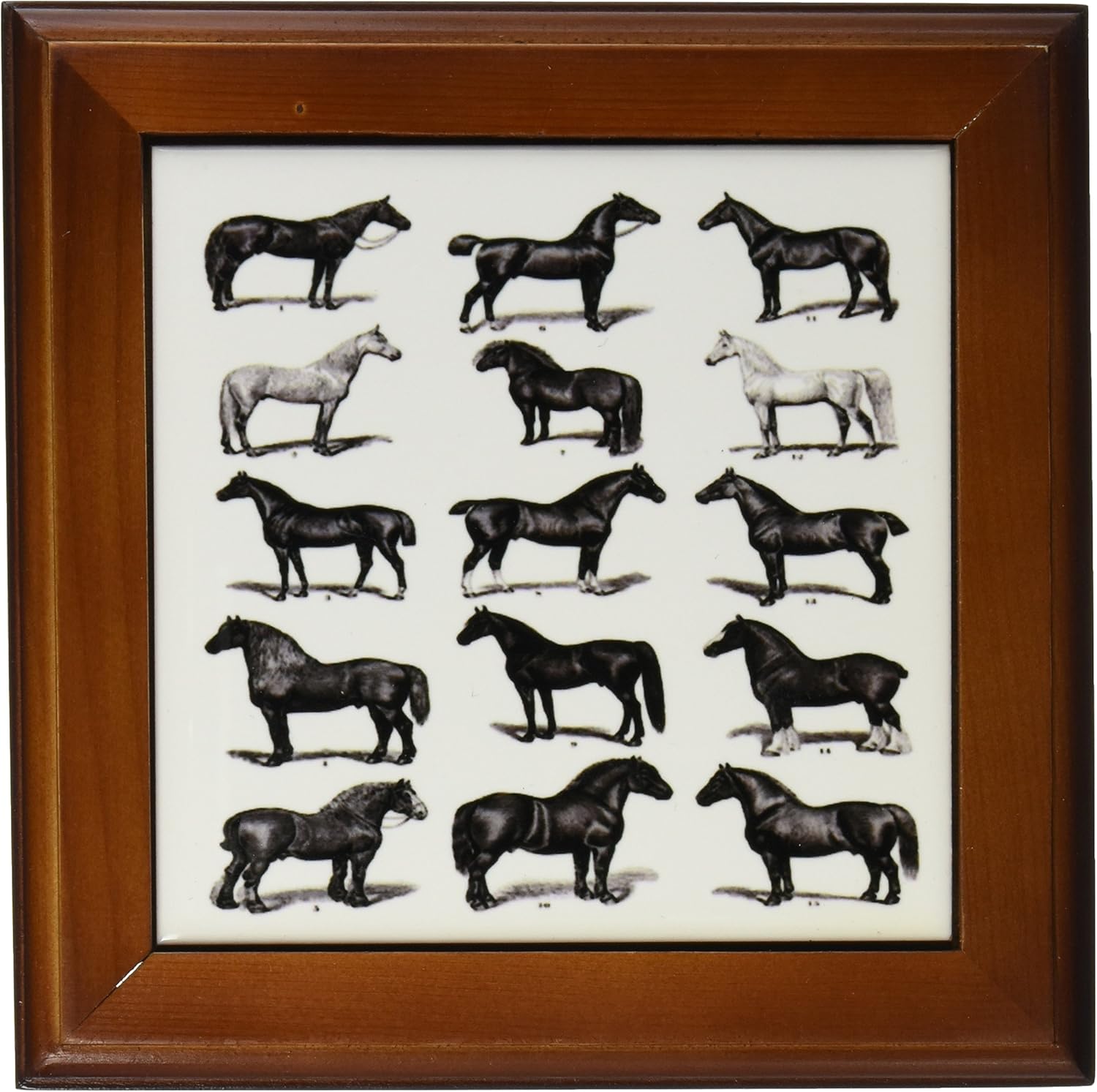 3dRose ft_35138_1 Horse Breeds Framed Tile, 8 by 8-Inch