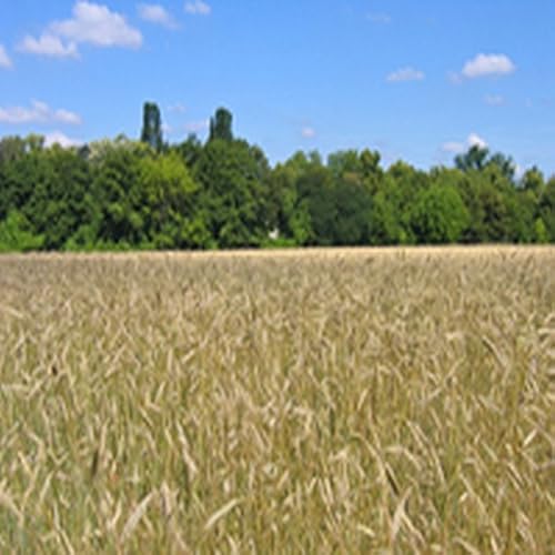 Italian Sausage and Pasta Bake - //medicalbooks.filipinodoctors.org