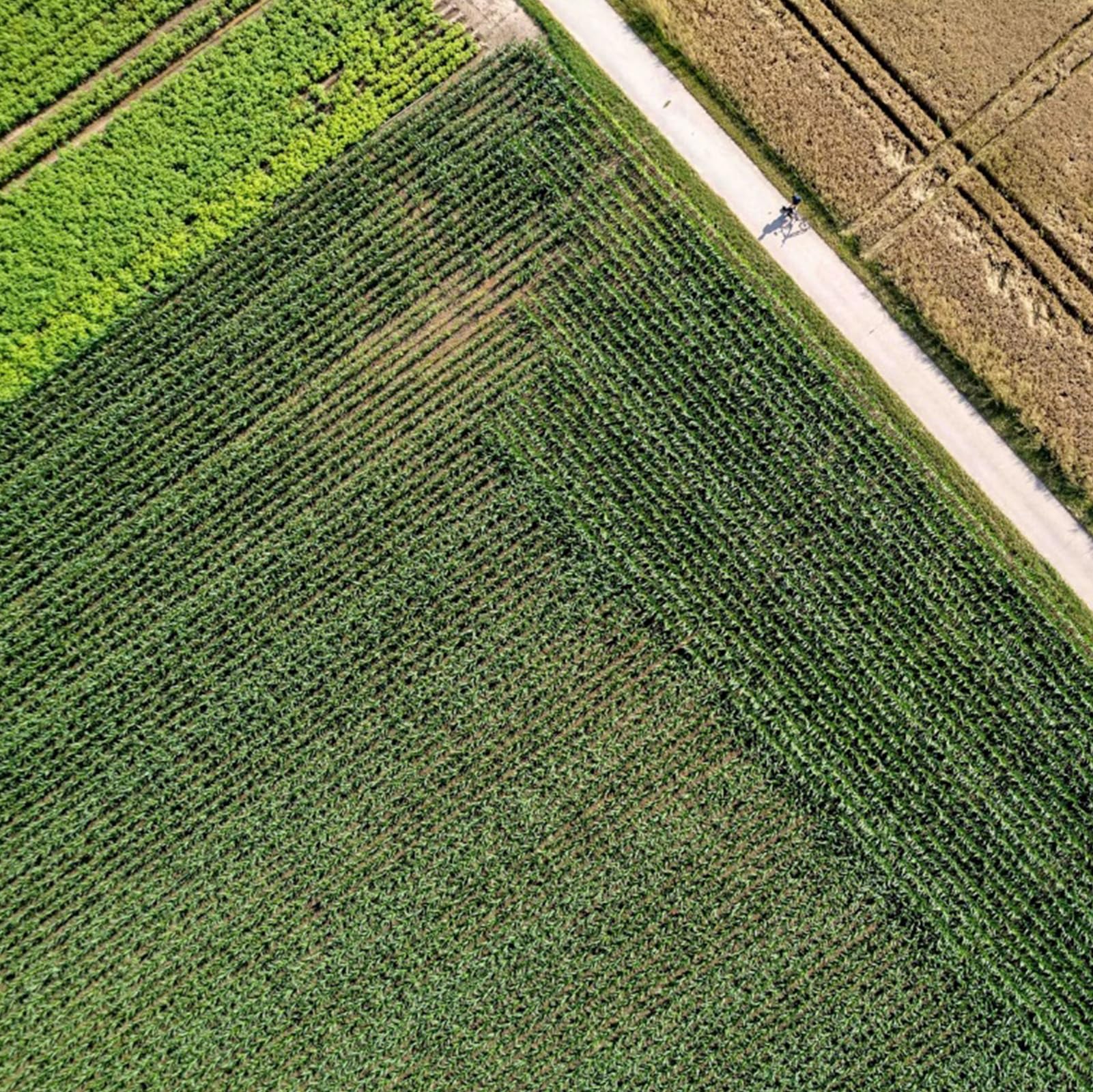Outil de semis manuel pour plantation de jardin espacement réglable haute fiabilité pour semer le maïs, poireaux, épinards, carottes