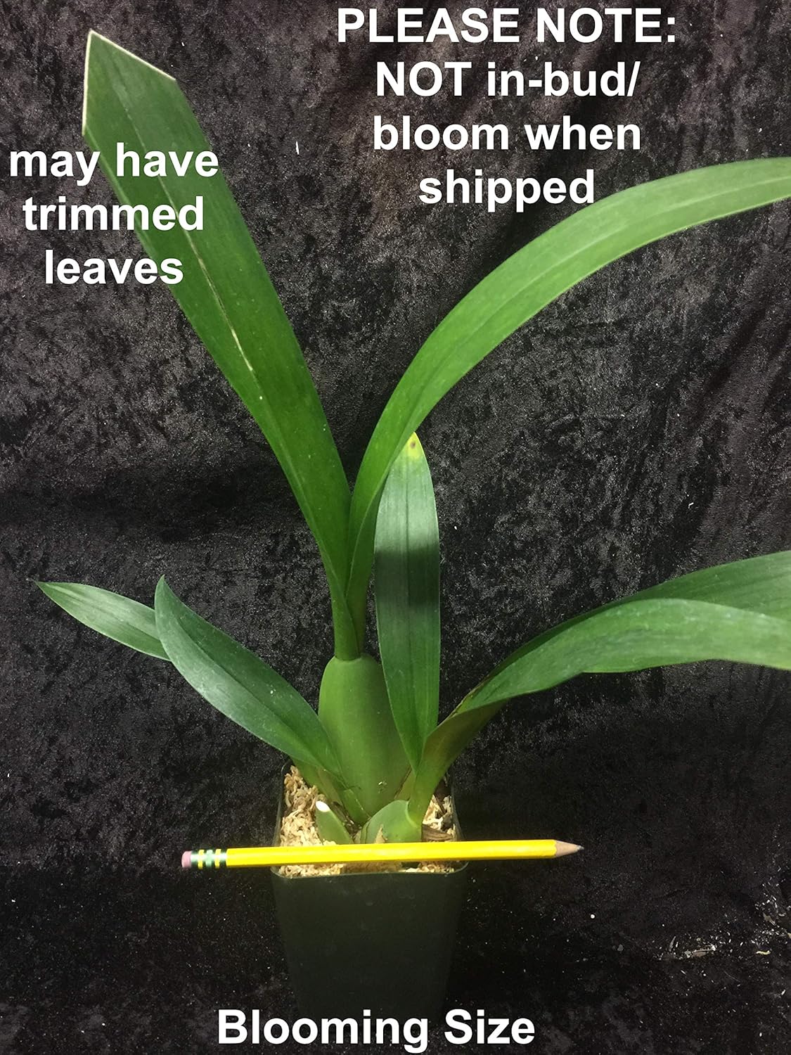 -Onc. Heaven Scent 'Redolence' - Fragrant Chocolate-Scented Blooms Easy to Grow, windowsill-Size, Cool and Warm Tolerant. NOT in Bloom/Bud When Shipped