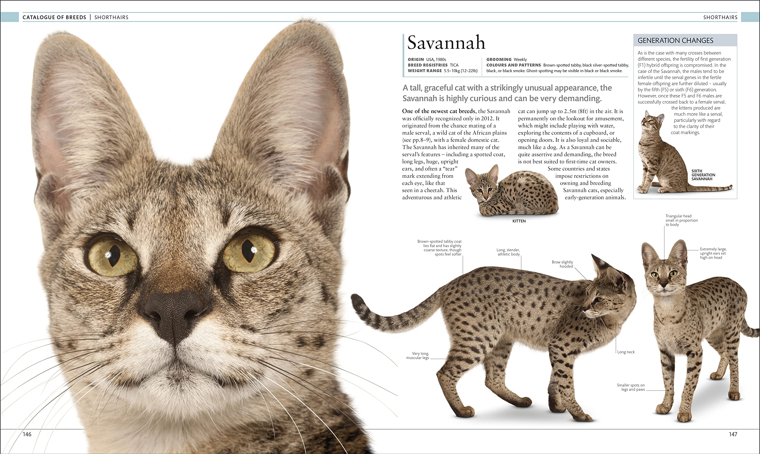 The Cat Encyclopedia: The Definitive Visual Guide (DK Pet Encyclopedias) - Image 9